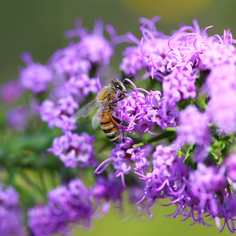 bee flower
