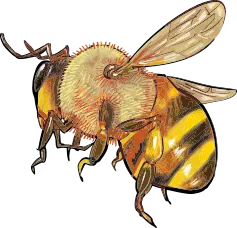 bee2